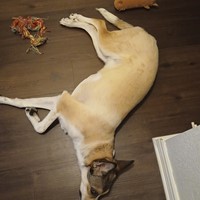 Lost Pet Image