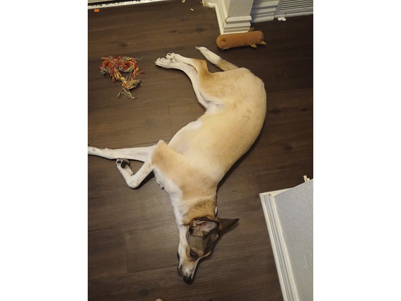 Pet Photo