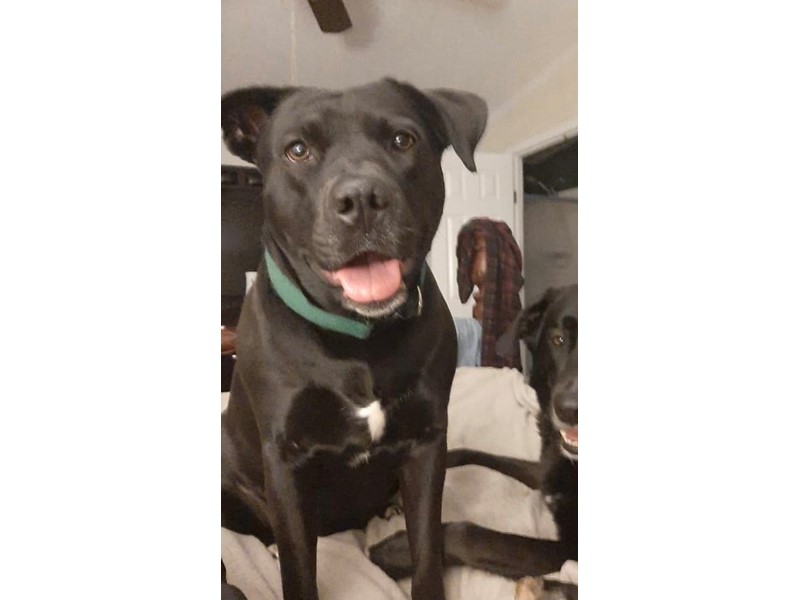 Pet Photo