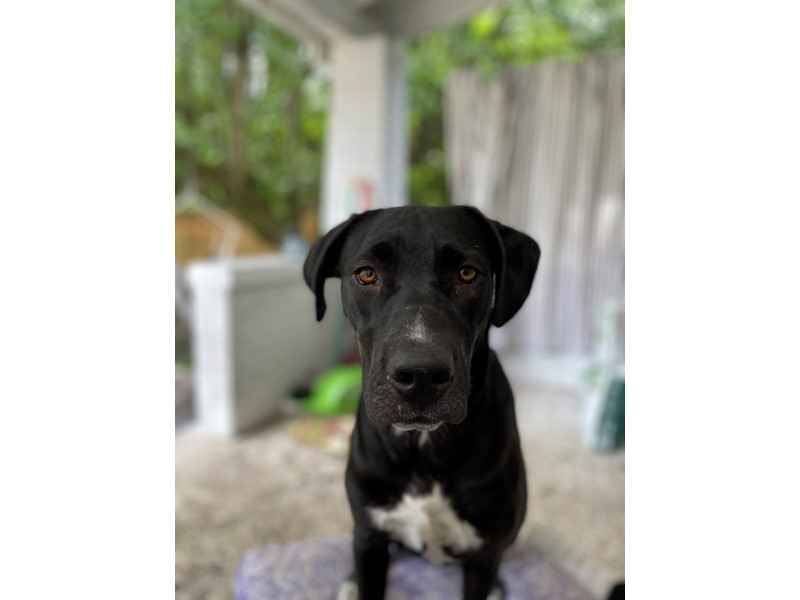 Pet Photo