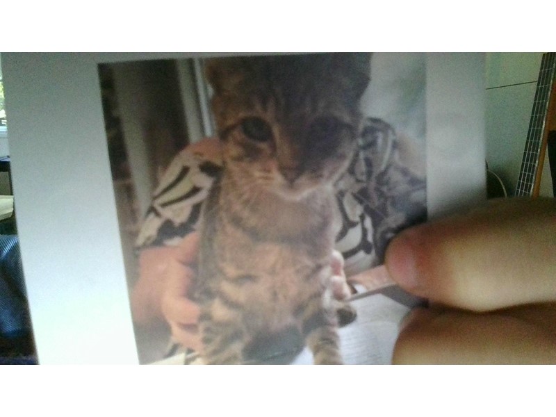 Pet Photo