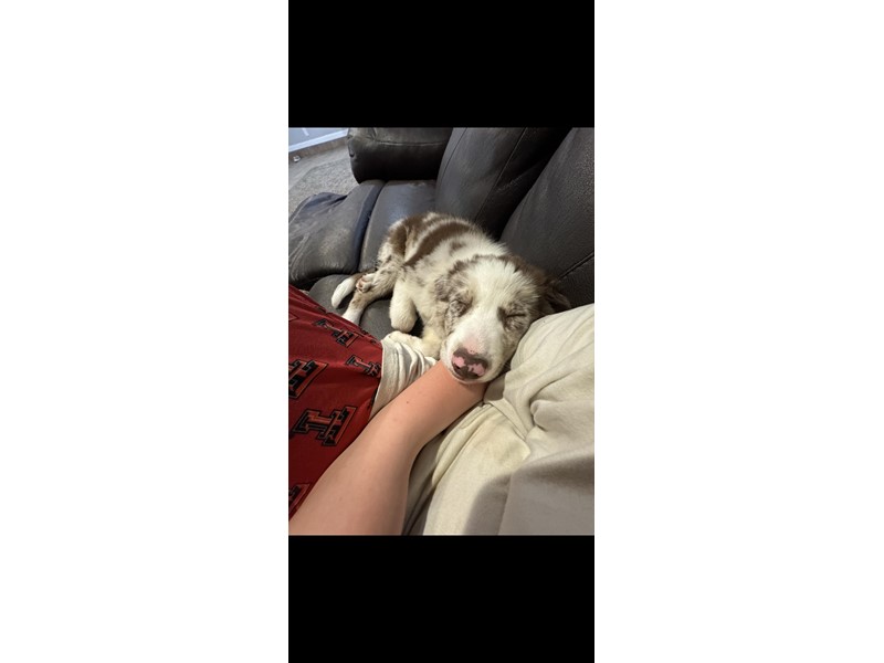 Pet Photo