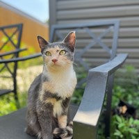 Lost Pet Image