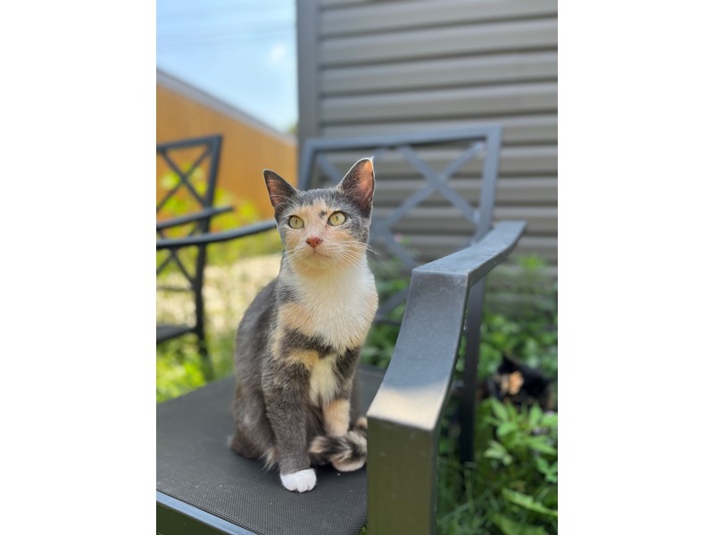 Pet Photo