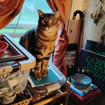 El Tigre, Domestic Short Hair, lost pet near Orangeville, IL