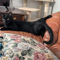 Lost Pet Image