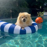 Coco Flores, Pomeranian, lost pet near Keller, TX