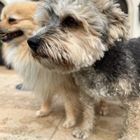 Lost Pet Image