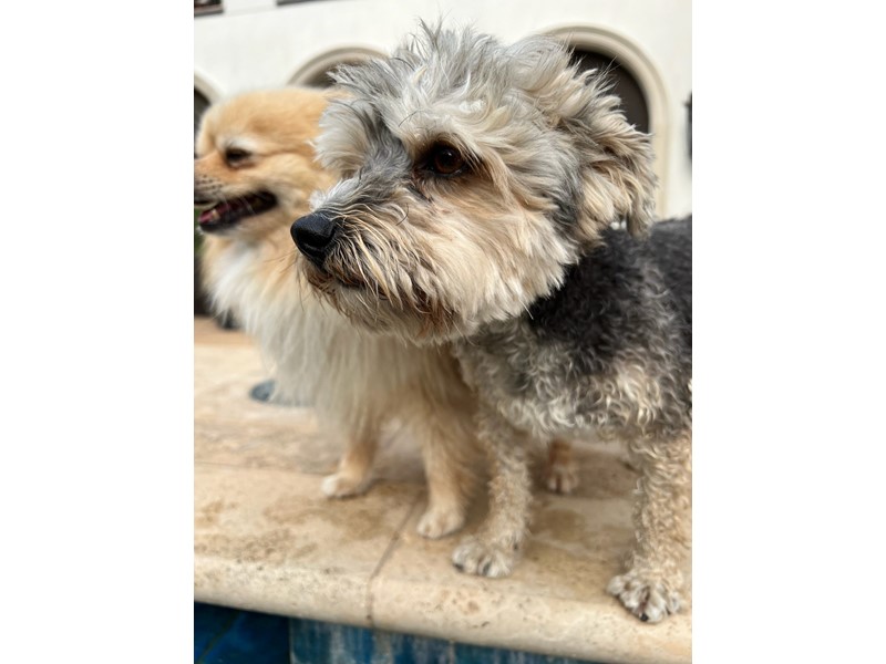 Pet Photo