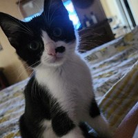 Lost Pet Image