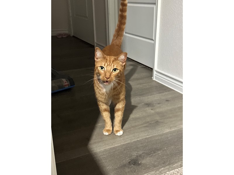 Pet Photo