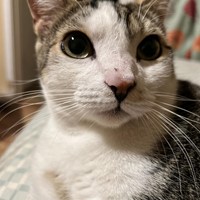 Lost Pet Image