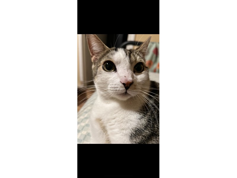 Pet Photo
