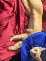 Lost Pet Image