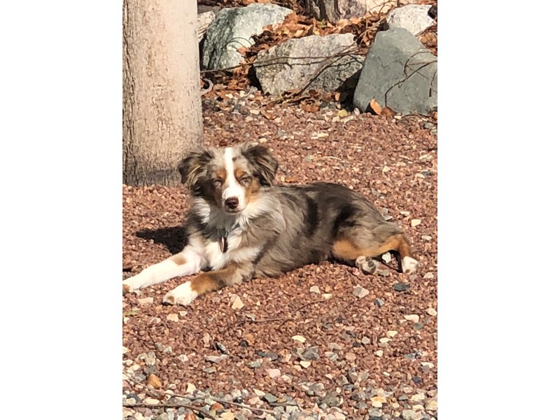 Pet Photo