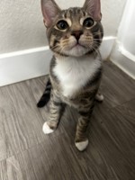 Pet Photo