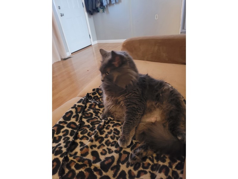 Pet Photo