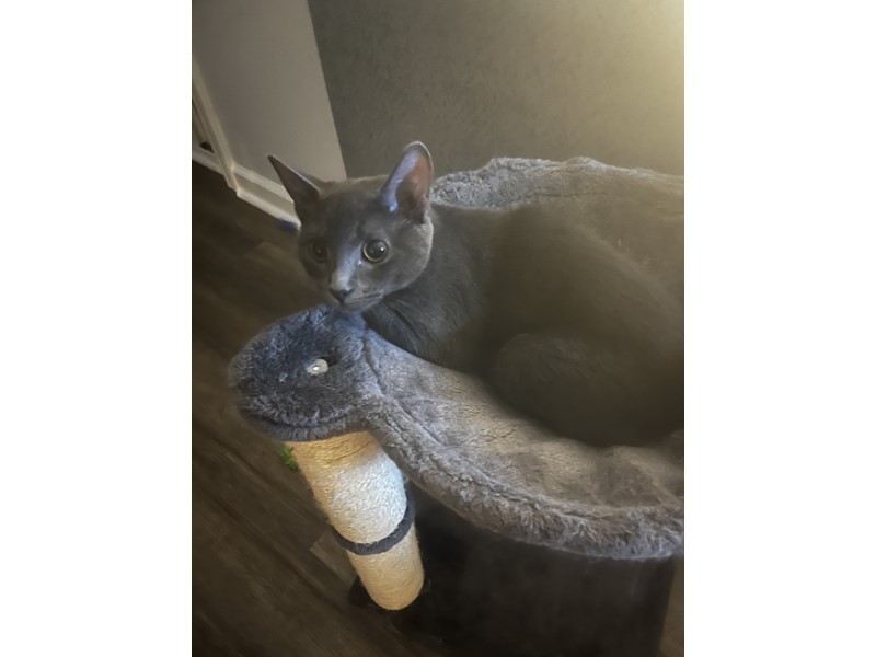 Pet Photo