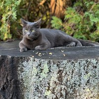 Lost Pet Image