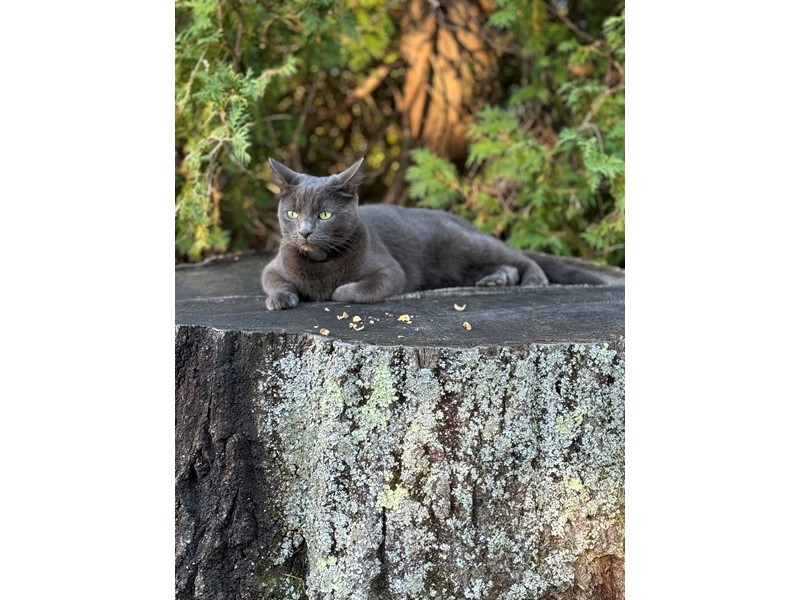 Pet Photo