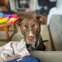 Lost Pet Image