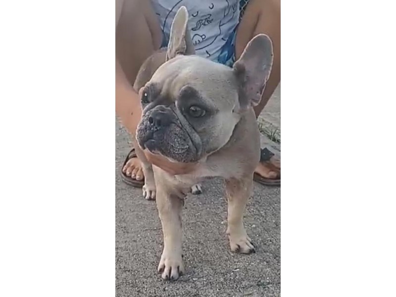 Caramel is missing in Orlando, Florida 32822 Petkey