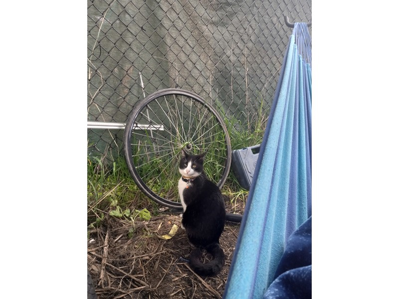 Pet Photo