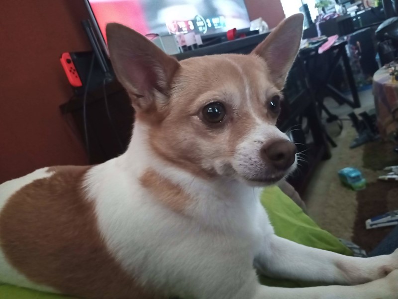 Pet Photo