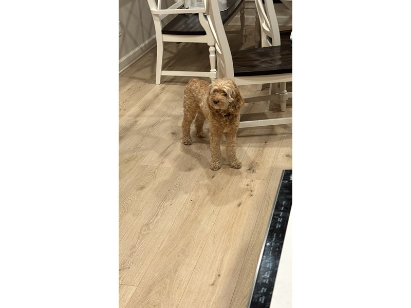 Pet Photo