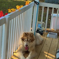 Lost Pet Image