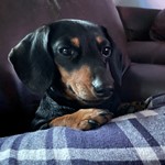 Kida, Dachshund, lost pet near Sunny Isles Beach, FL