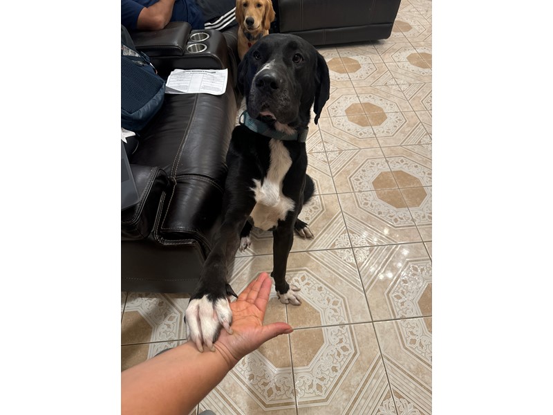 Pet Photo