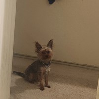 Lost Pet Image