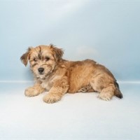 Lost Pet Image