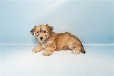 Pet Photo