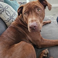 Lost Pet Image