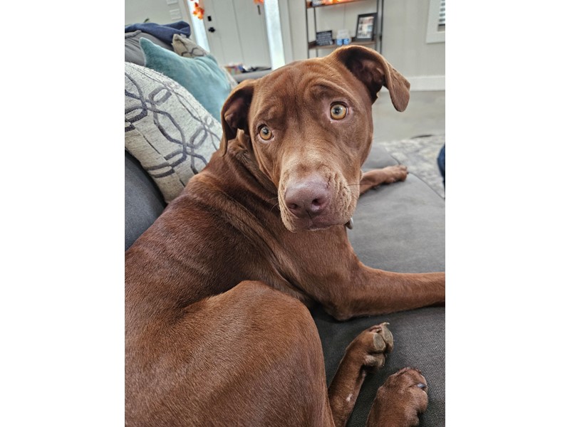 Pet Photo