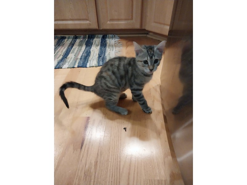 Meadow is missing in Martinsburg, West Virginia 26403 Petkey