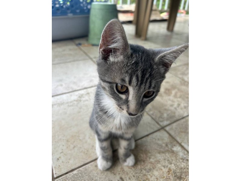 Pet Photo