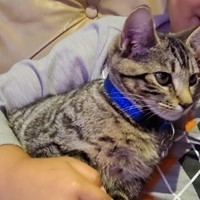Lost Pet Image