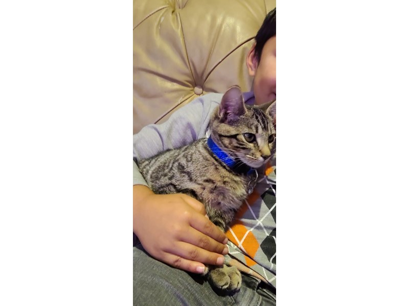 Pet Photo