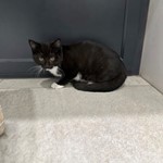 Gordita, Domestic Short Hair, lost pet near Cockeysville, MD