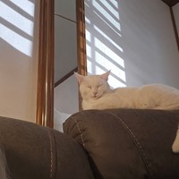 Lost Pet Image