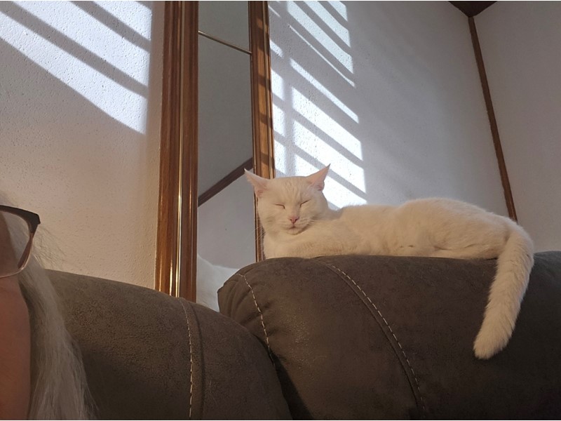 Pet Photo