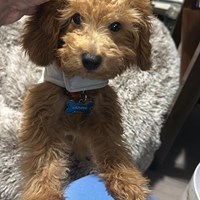 Lost Pet Image