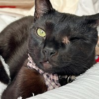 Lost Pet Image