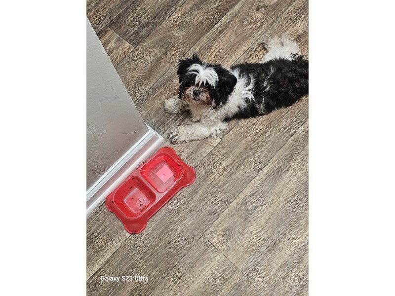 Pet Photo