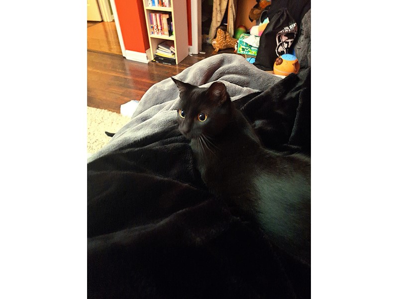 Pet Photo