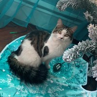 Lost Pet Image