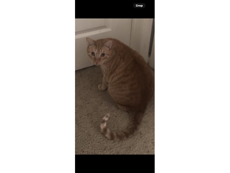 Pet Photo